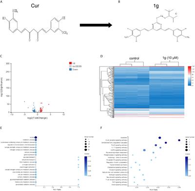 The Novel Curcumin Derivative 1g Induces Mitochondrial and ER-Stress-Dependent Apoptosis in Colon Cancer Cells by Induction of ROS Production